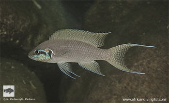 Neolamprologus brichardi 'Lyela'